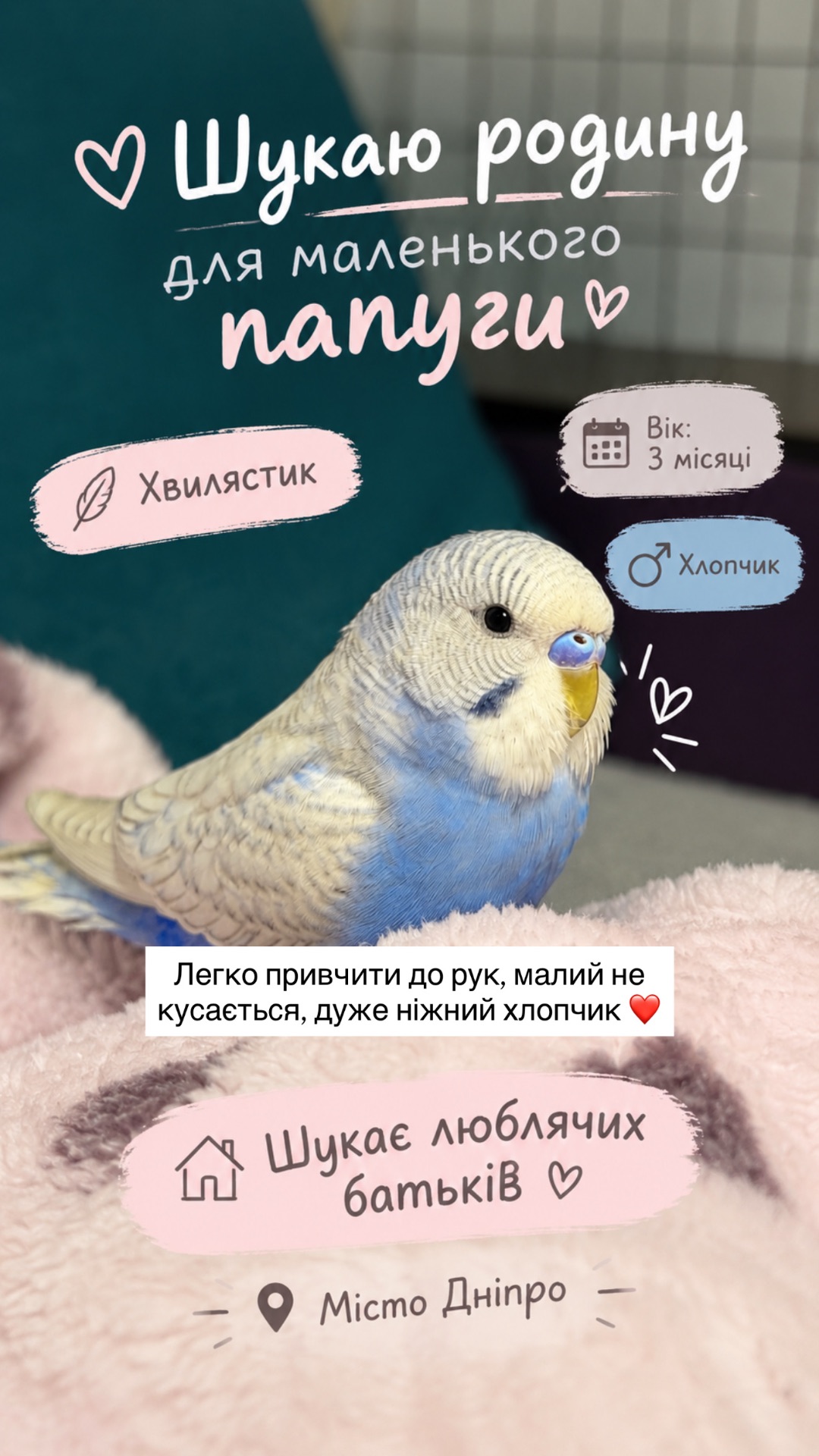 Віддам хвилястого папуга
