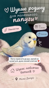 Віддам хвилястого папуга