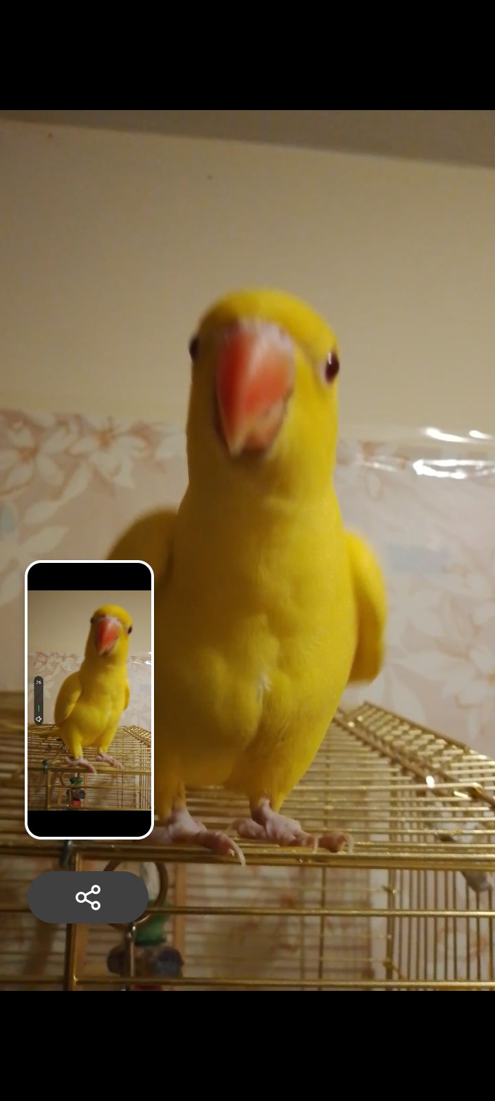 Ожеревий попугай