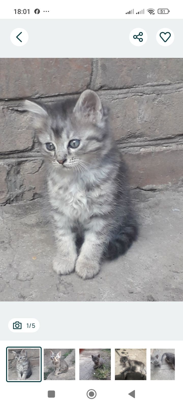 Кошеня в добрі руки