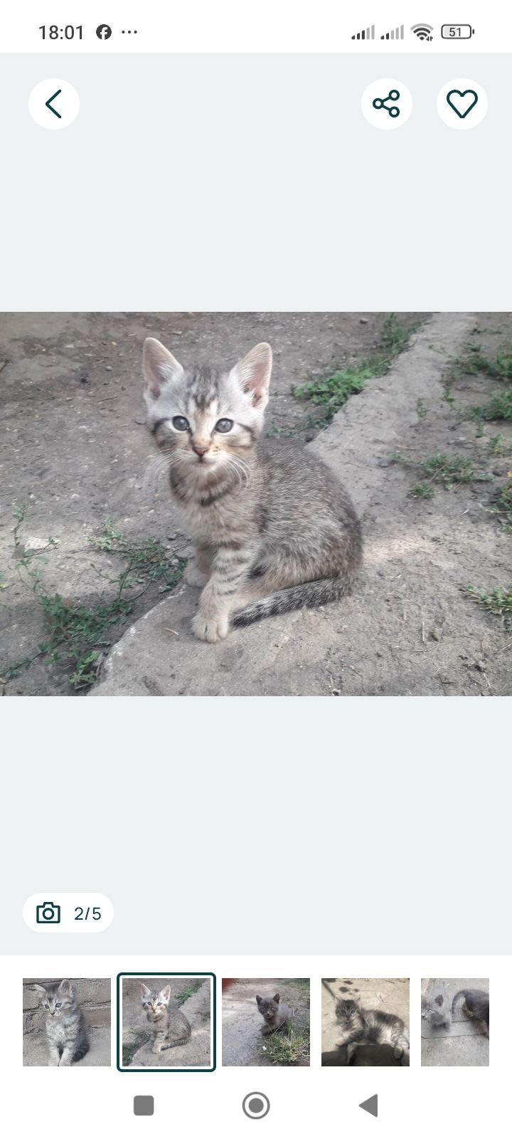 Кошеня в добрі руки