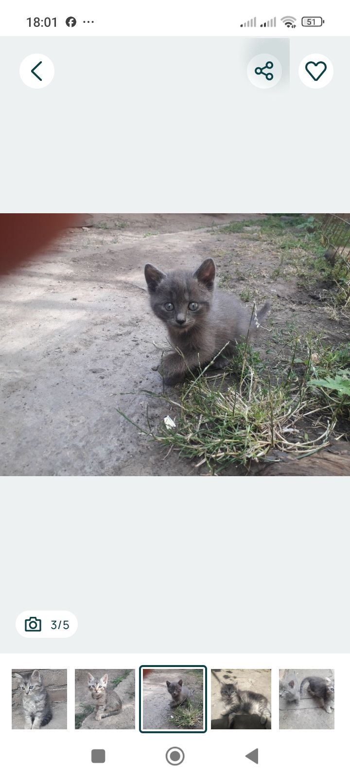 Кошеня в добрі руки