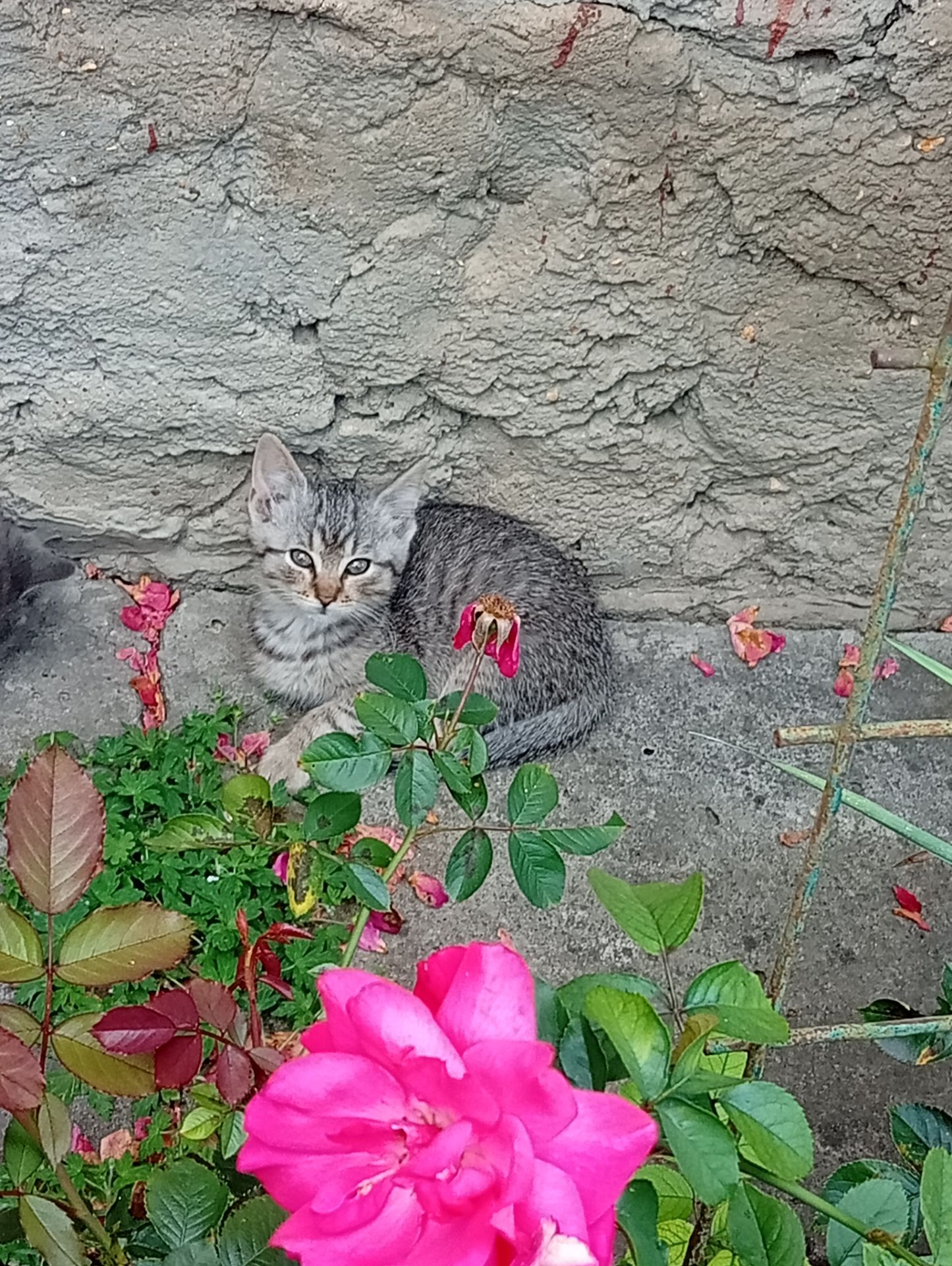 Кошеня в добрі руки