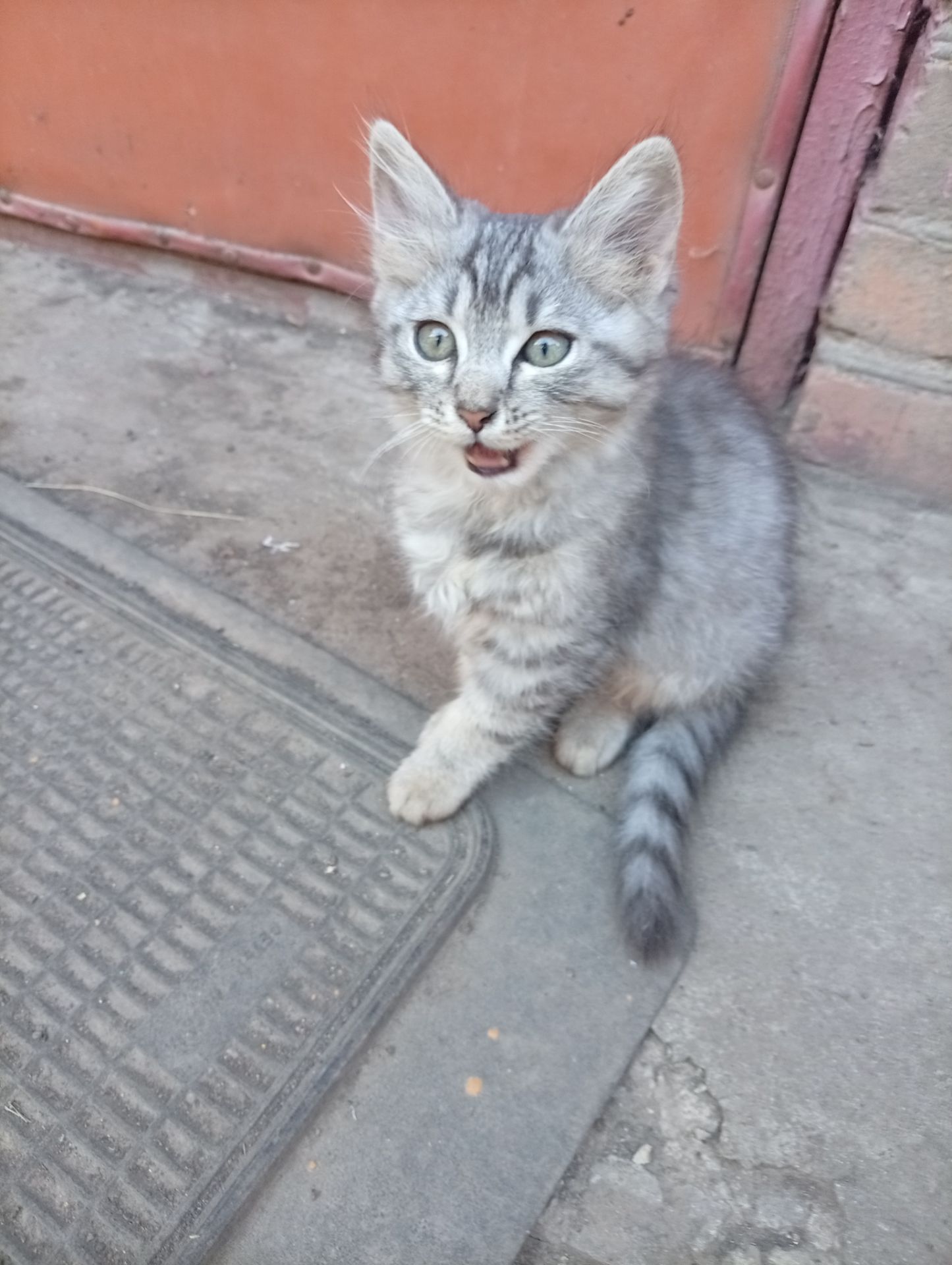 Кошеня в добрі руки