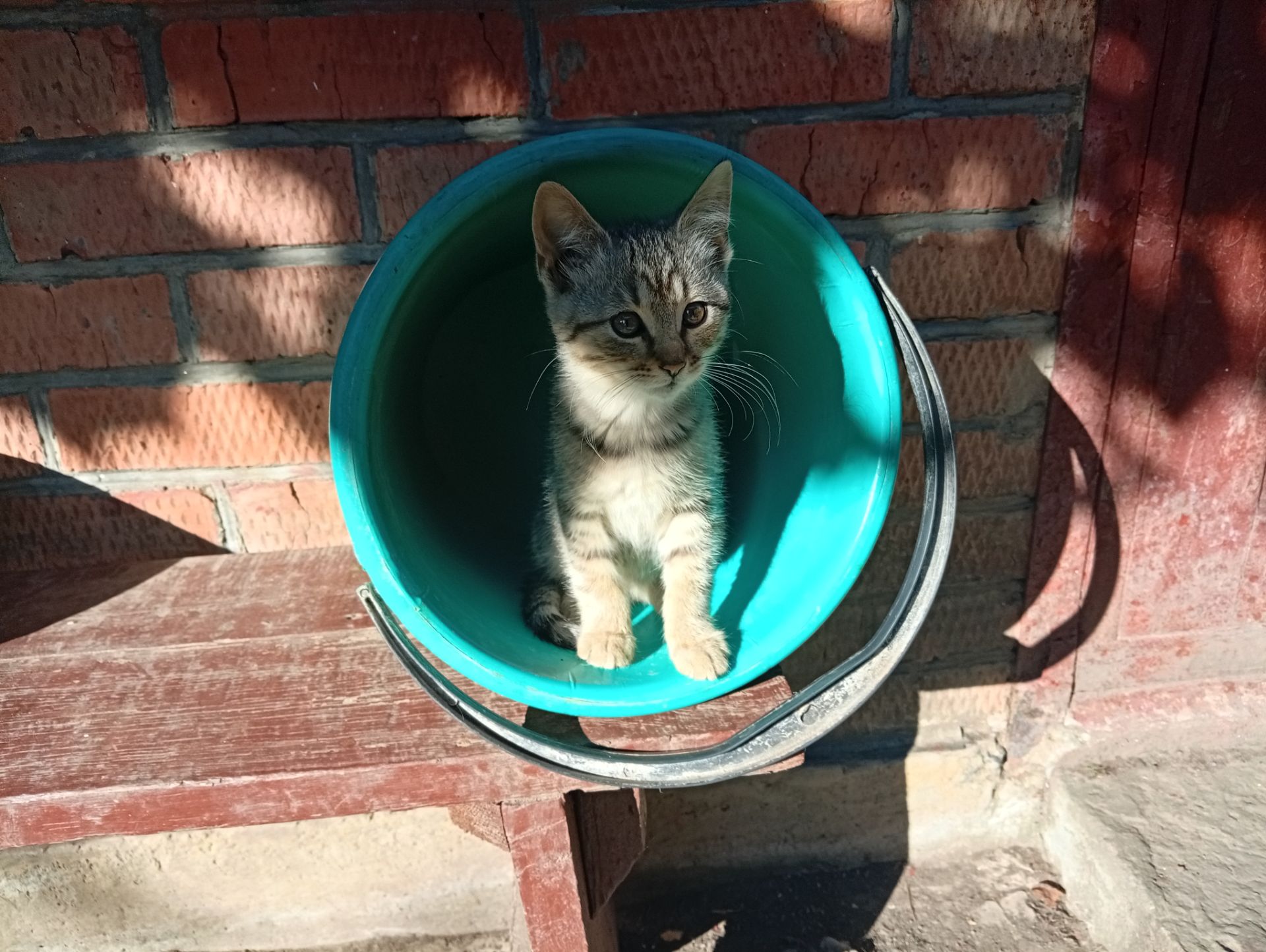 Кошенята в добрі руки