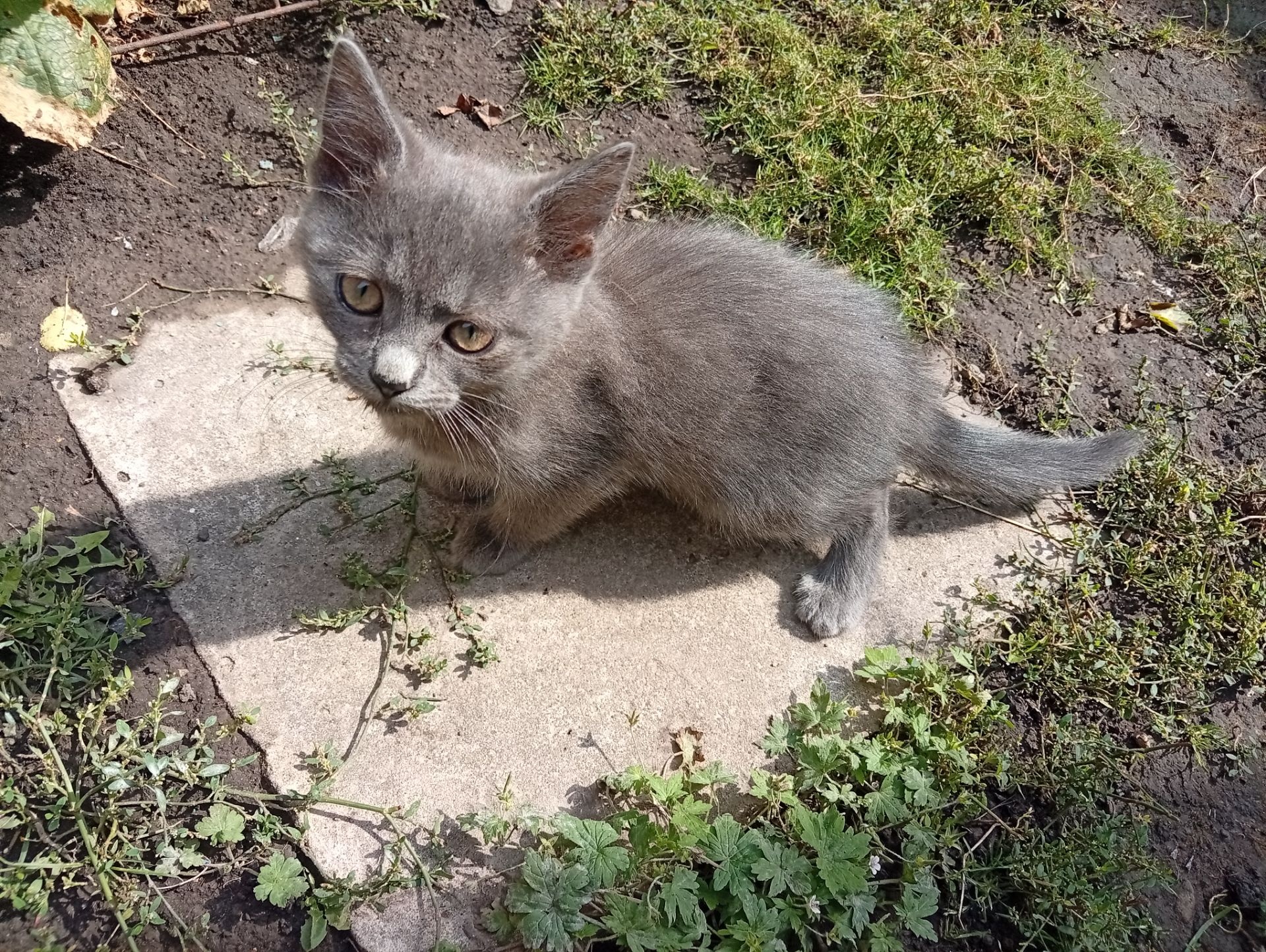 Кошеня в добрі руки