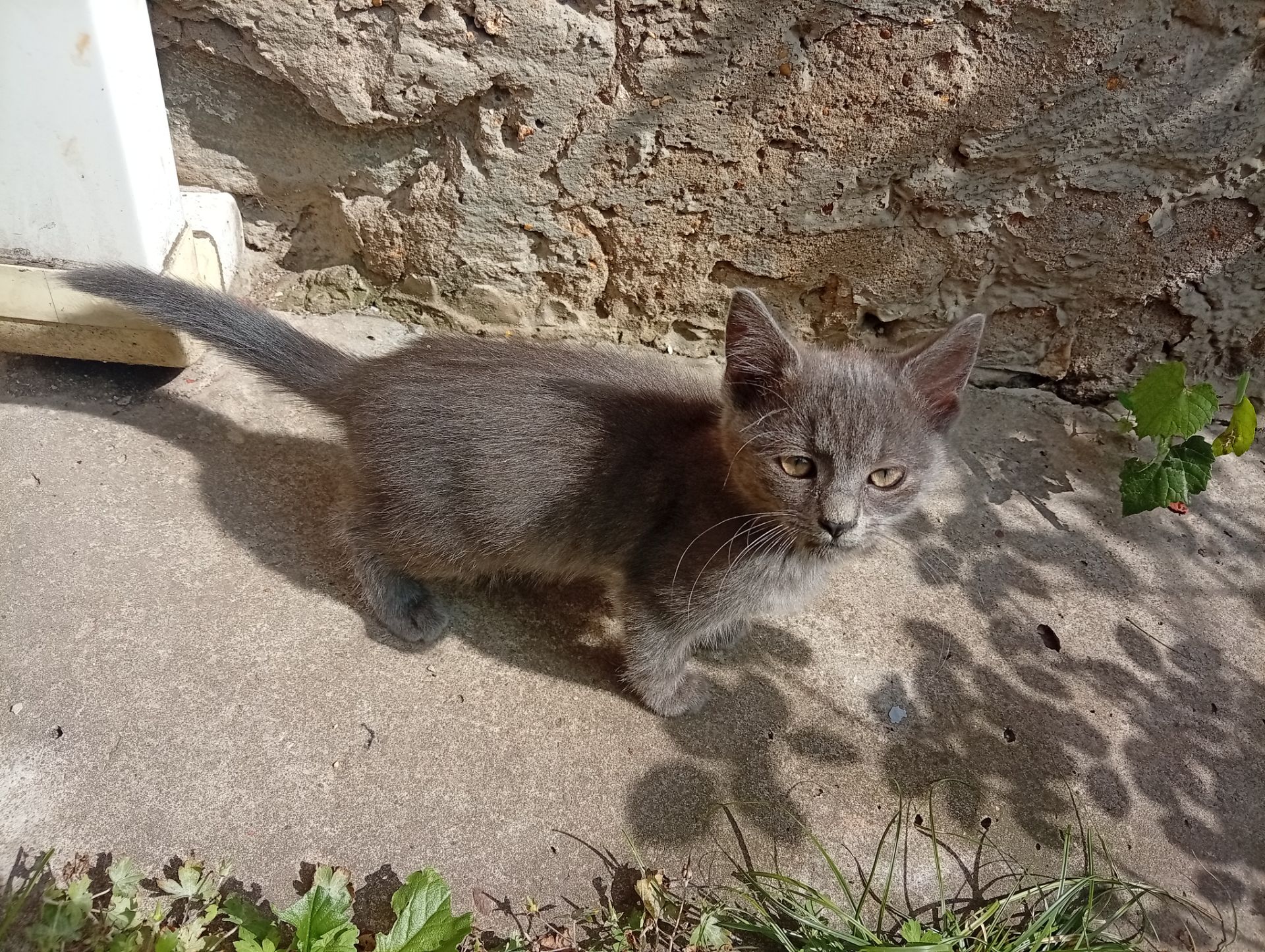 Кошеня в добрі руки