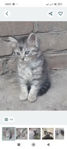 Кошеня в добрі руки