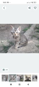 Кошеня в добрі руки