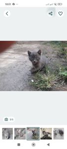 Кошенята в добрі руки