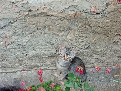 Кошеня в добрі руки