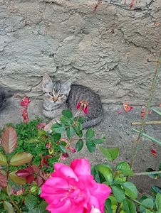 Кошеня в добрі руки