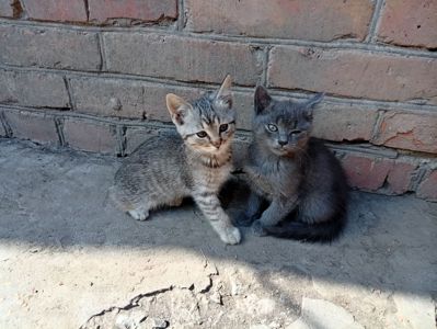 Кошенята в добрі руки