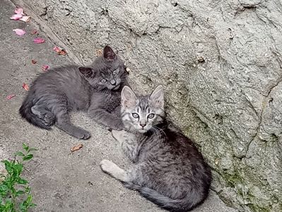Кошеня в добрі руки