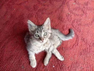 Кошеня в добрі руки