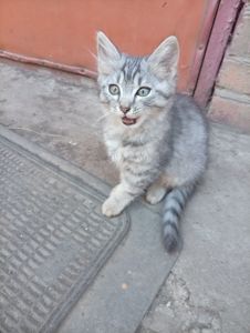 Кошеня в добрі руки
