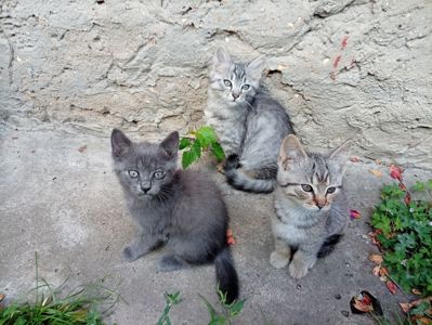 Кошенята в добрі руки