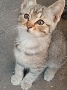 Кошеня в добрі руки