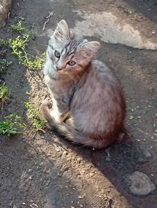 Кошеня в добрі руки