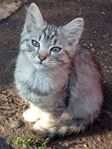 Кошеня в добрі руки