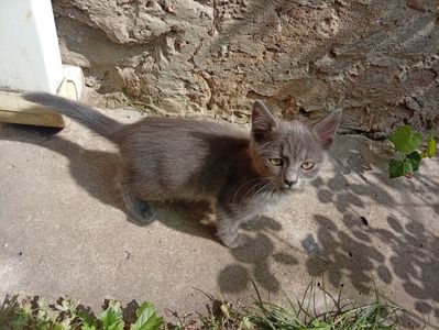 Кошеня в добрі руки