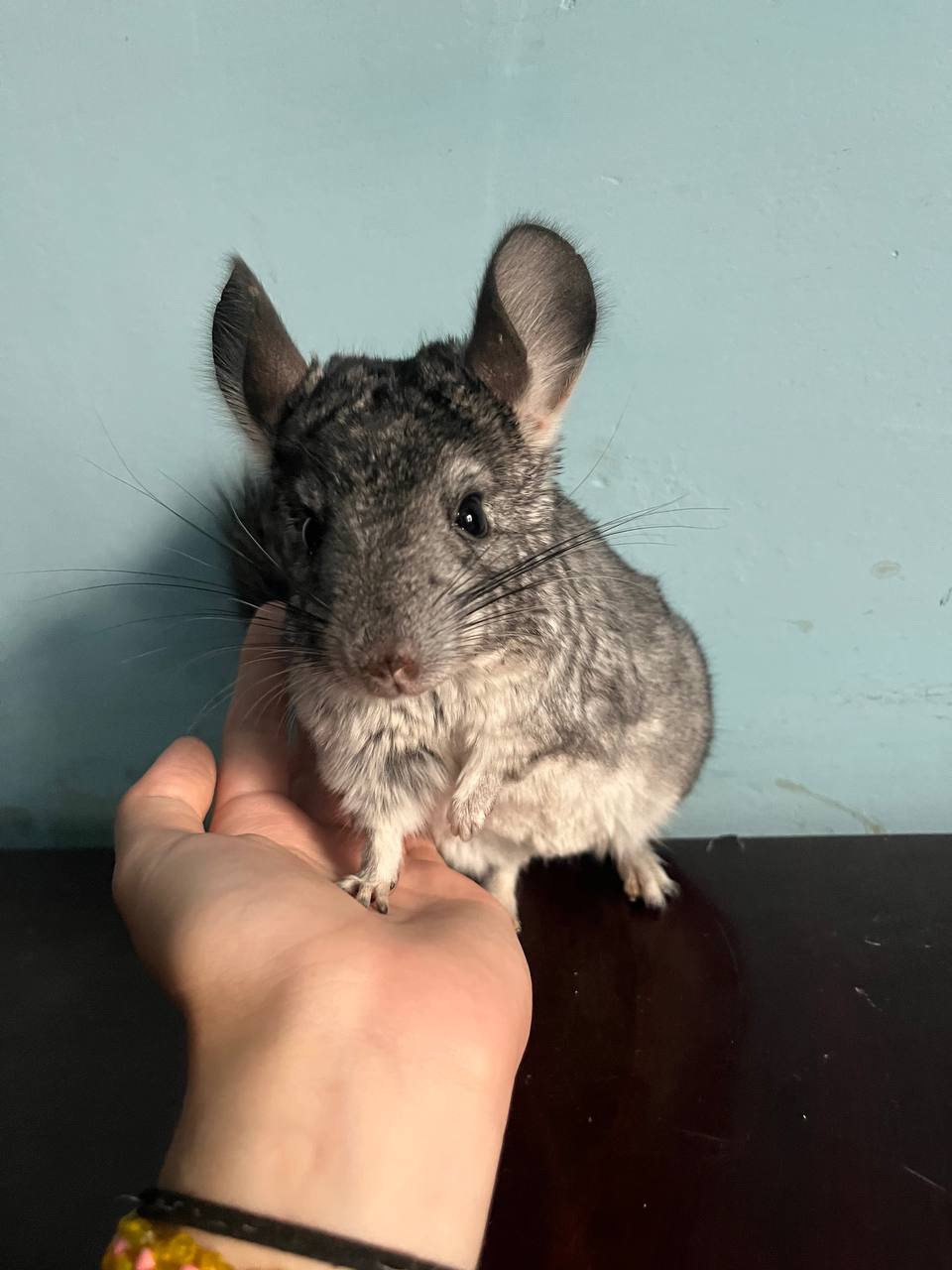 Шиншила, хлопчик 5 місяці