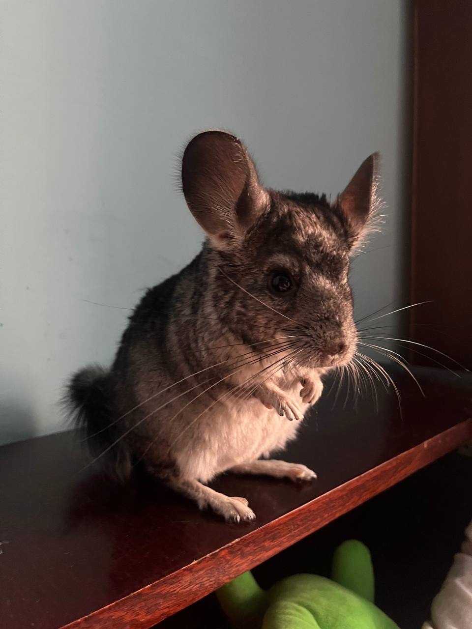 Шиншила, хлопчик 5 місяці