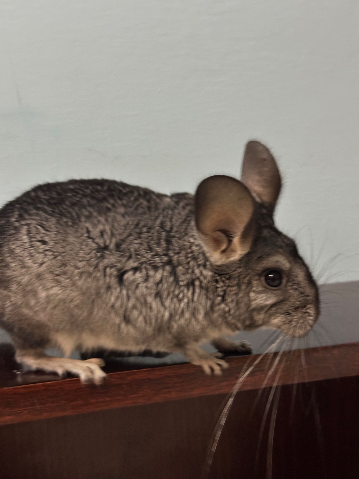 Шиншила, хлопчик 5 місяці