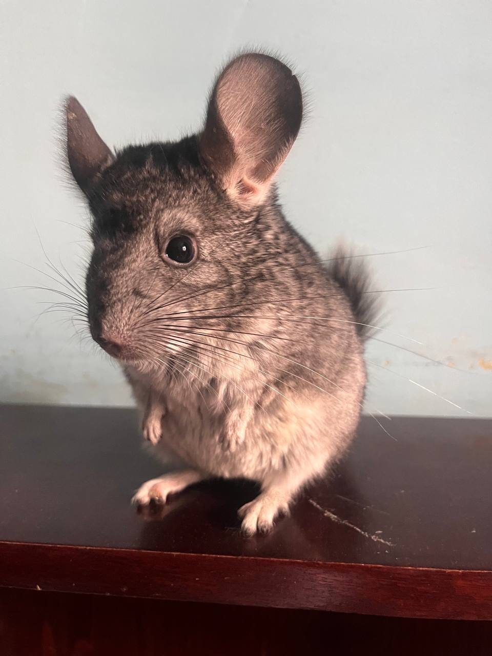 Шиншила, хлопчик 5 місяці