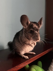 Шиншила, хлопчик 5 місяці