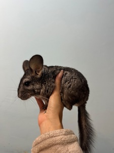 Шиншила, хлопчик 5 місяці