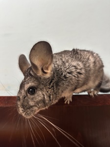Шиншила, хлопчик 5 місяці