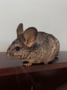 Шиншила, хлопчик 5 місяці