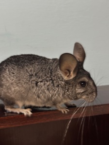 Шиншила, хлопчик 5 місяці
