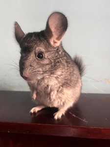 Шиншила, хлопчик 5 місяці