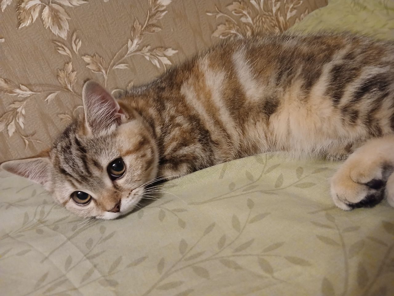 Котята Скотіш Страйт