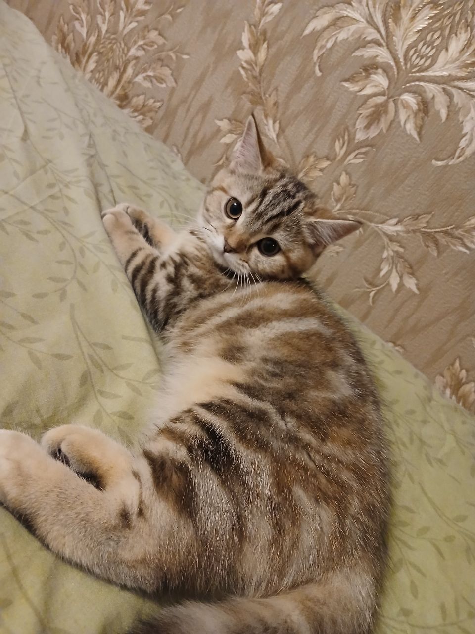 Котята Скотіш Страйт