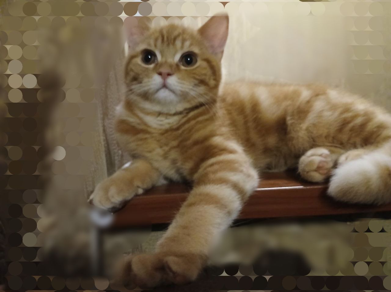 Котята Скотіш Страйт