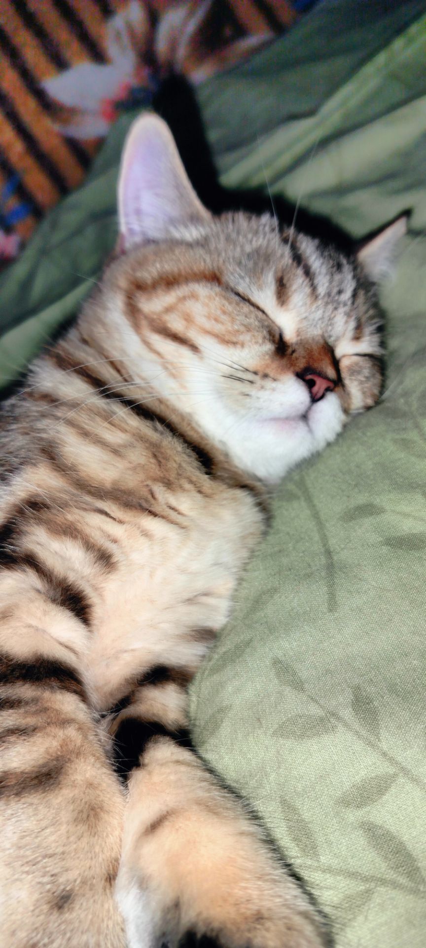 Котята Скотіш Страйт