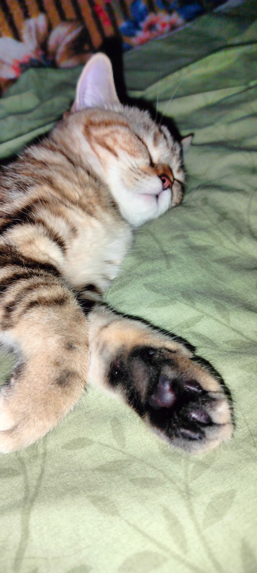 Котята Скотіш Страйт