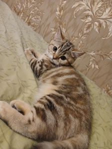 Котята Скотіш Страйт