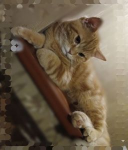 Котята Скотіш Страйт