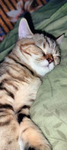 Котята Скотіш Страйт