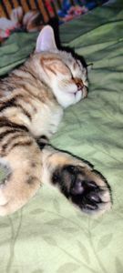 Котята Скотіш Страйт