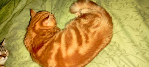 Котята Скотіш Страйт