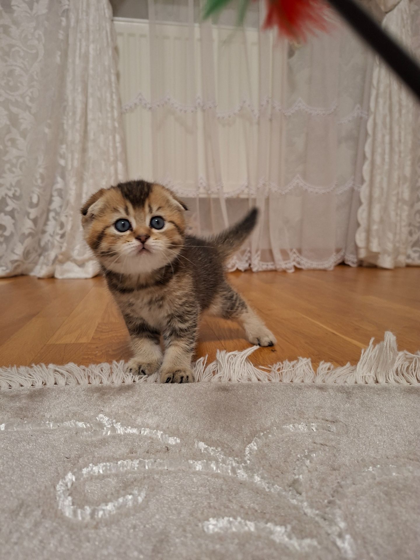 Кошенята шотландська золота шиншила