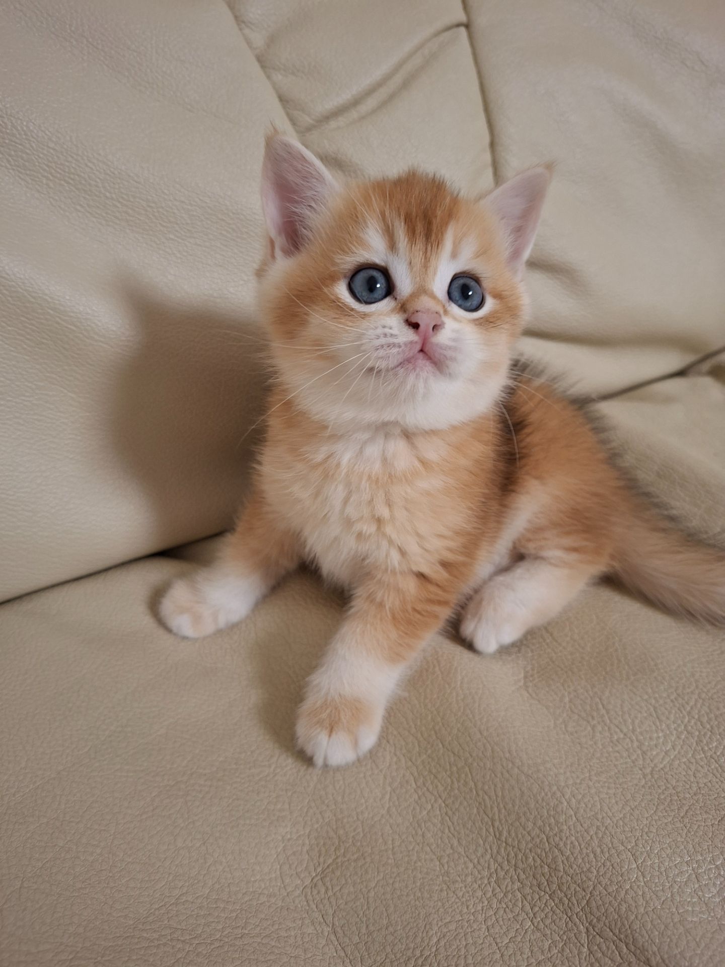 Кошенята шотландська золота шиншила