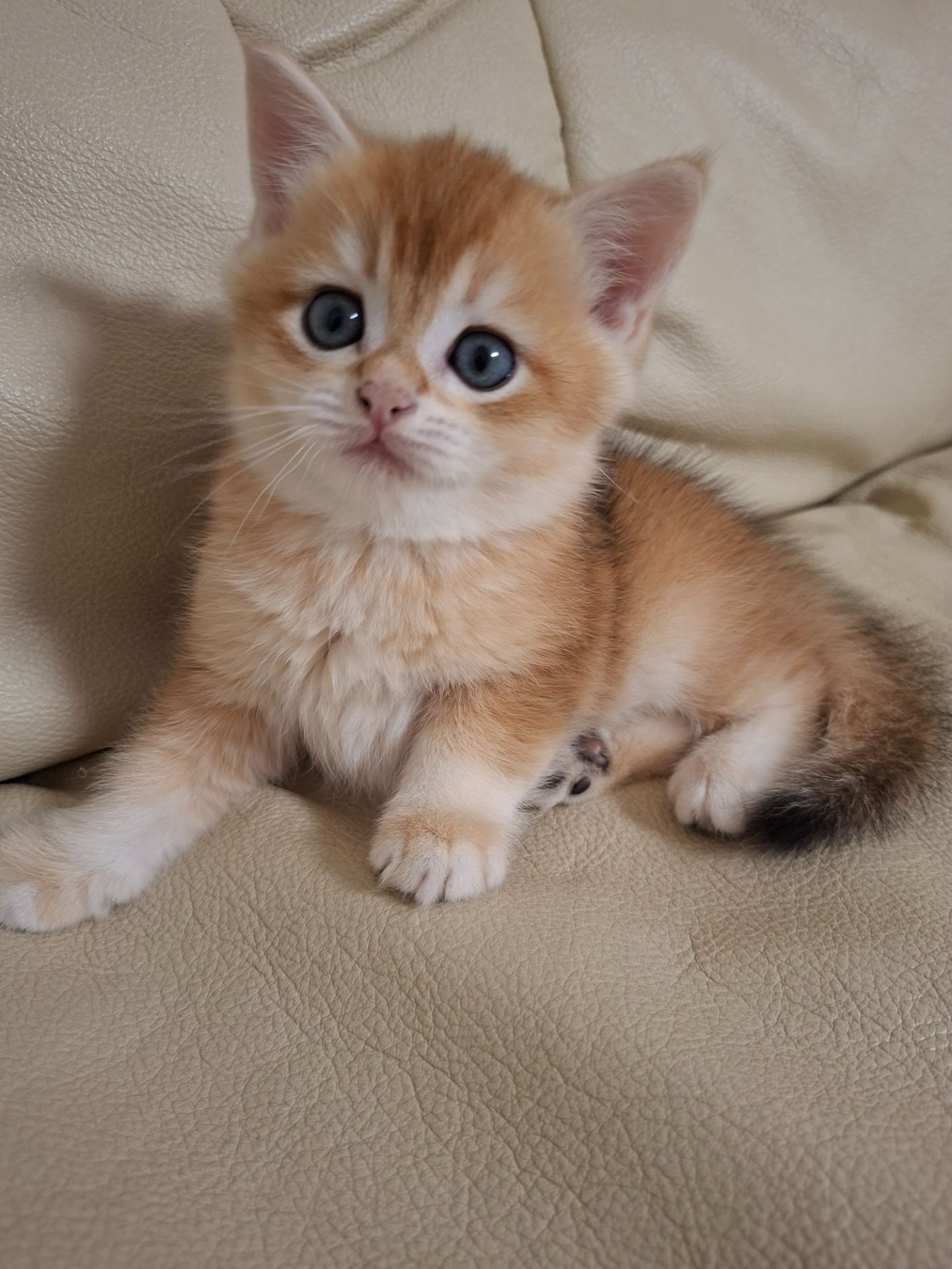 Кошенята шотландська золота шиншила