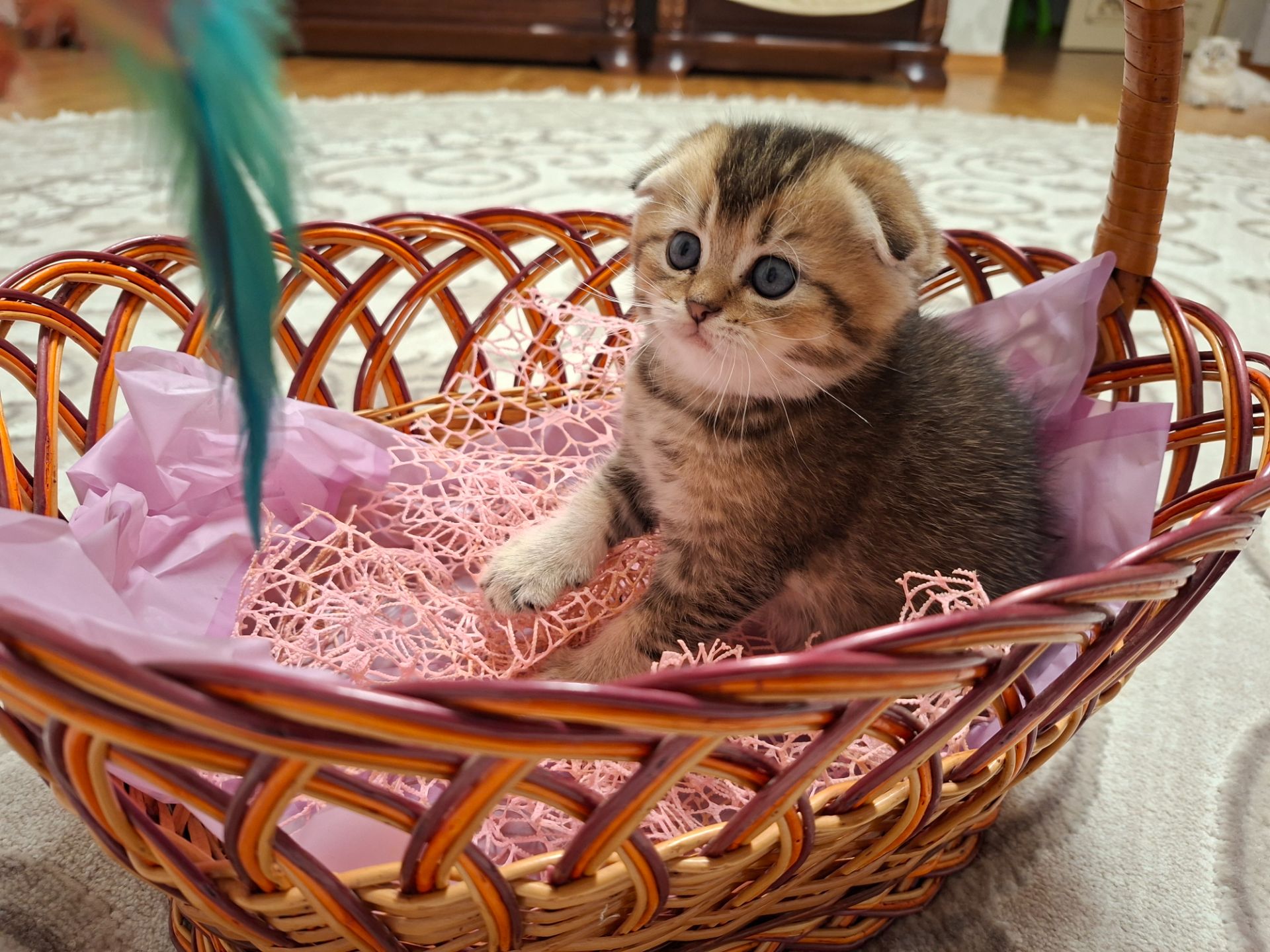 Кошенята шотландська золота шиншила