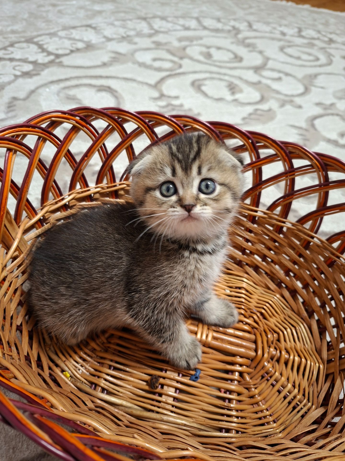 Кошенята шотландська золота шиншила